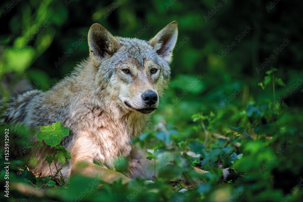 Naklejka premium Wolf in summer forest. Wildlife scene from nature. Wild animal in the natural habitat