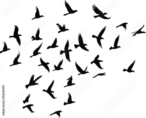 Silhouette of birds in flight against a white background, showcasing freedom and movement.