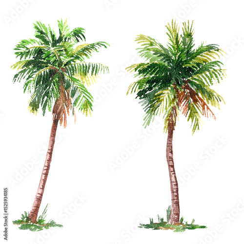 watercolor image two palm trees isolated from background