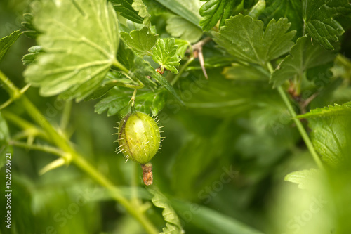 Close-Up of a Ripe Gooseberry Among Green Foliage