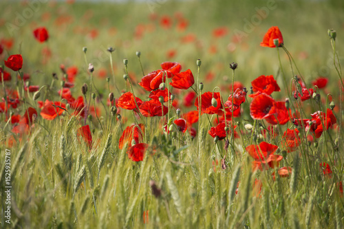 Bright red poppy flower in a green wheat field on a sunny day