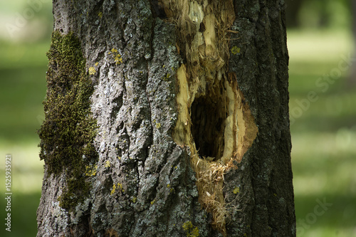 Woodpecker hole showing nesting cavity in tree trunk