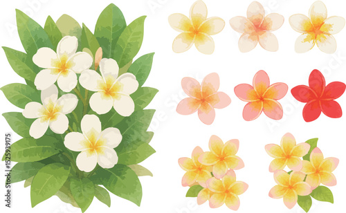Tropical Plumeria Flower Illustration Set – Summer and Resort Floral Elements