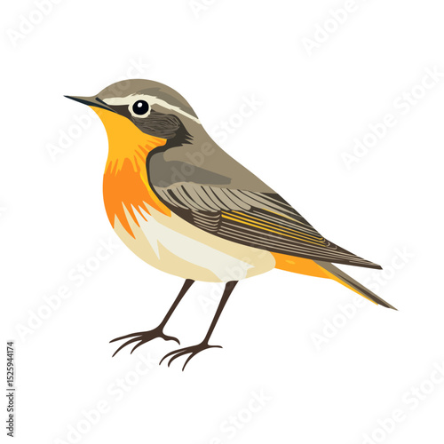 Warbler Close Up vector 2D flat illustration, isolated on a white background.
