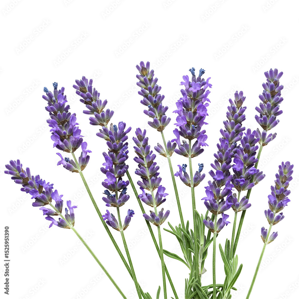 Naklejka premium lavender flowers isolated on white background