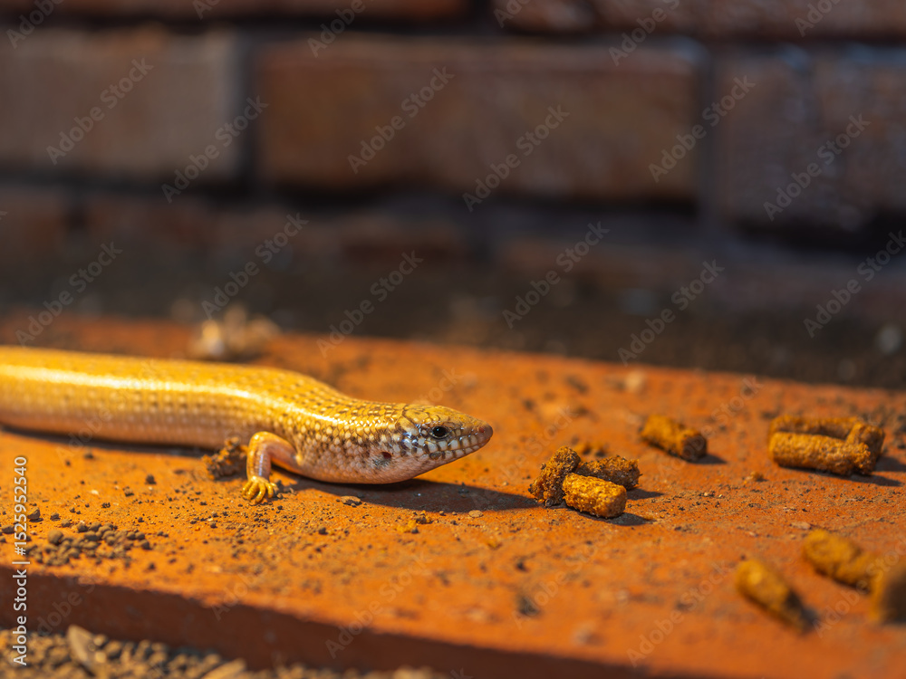 Obraz premium オオアシカラカネトカゲ