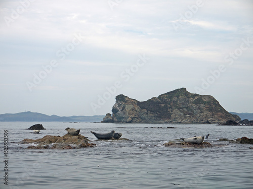 Larga Spotted seals laying on coastal rocks