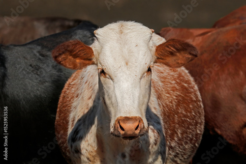 Portrait of a Sanga  cow - indigenous cattle breed of breed of northern Namibia, southern Africa