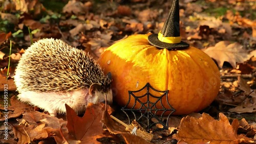 Halloween pumpkin in witch hat and a hedgehog in an autumn forest in the rays of the sun. 