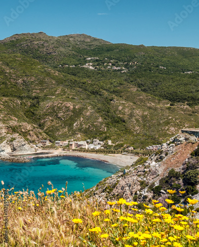 The small fishing village of Giottani on the west coast of Cap Corse in Corsica with yellow flowers in the foreground