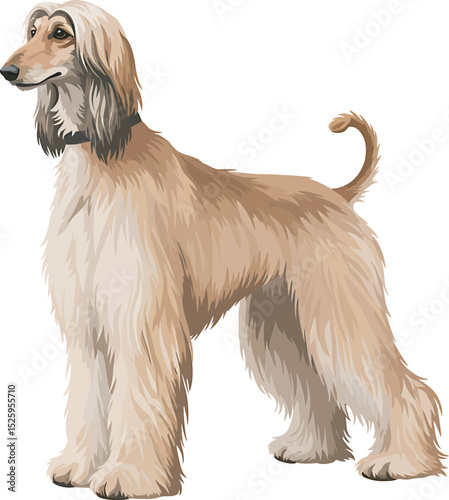 Afghan Hound Dog Vector and Illustration white color background