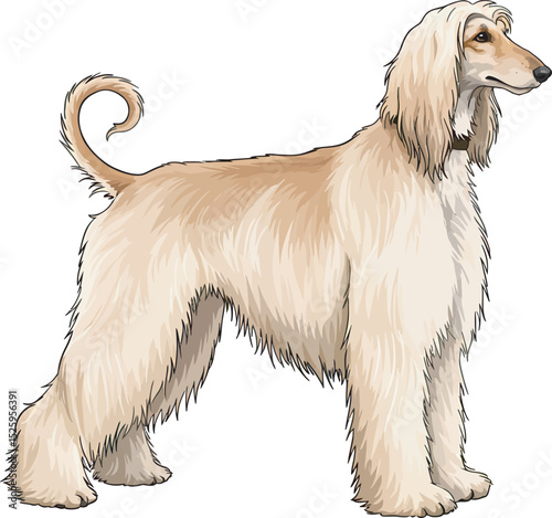 Afghan Hound Dog Vector and Illustration white color background