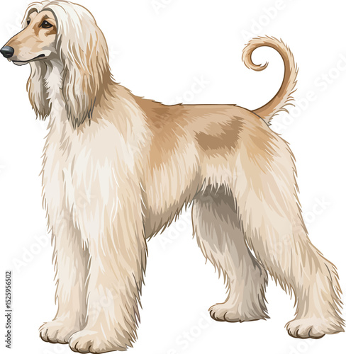 Afghan Hound Dog Vector and Illustration white color background