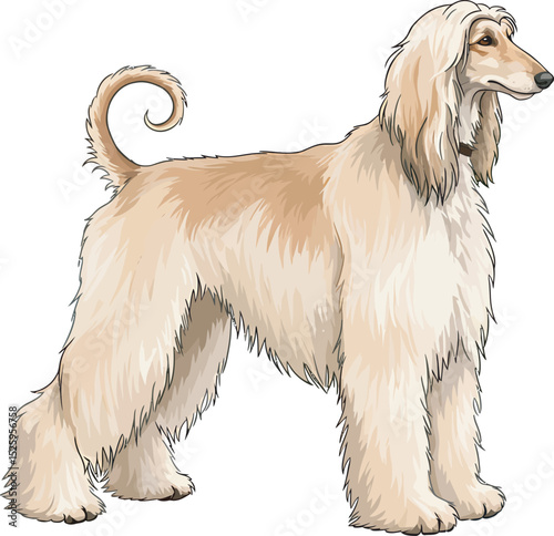 Afghan Hound Dog Vector and Illustration white color background