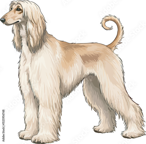 Afghan Hound Dog Vector and Illustration white color background