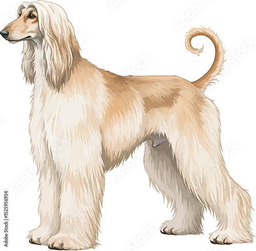 Afghan Hound Dog Vector and Illustration white color background