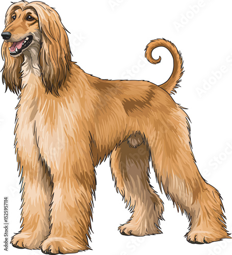 Afghan Hound Dog Vector and Illustration white color background