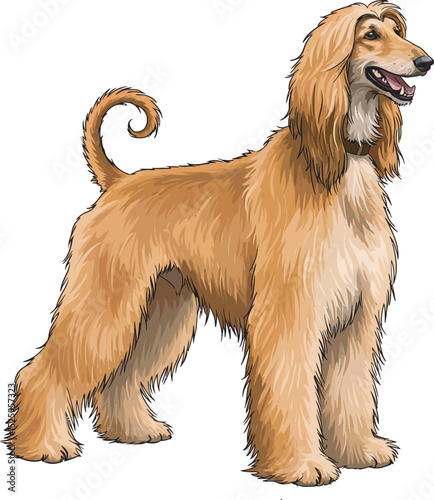 Afghan Hound Dog Vector and Illustration white color background
