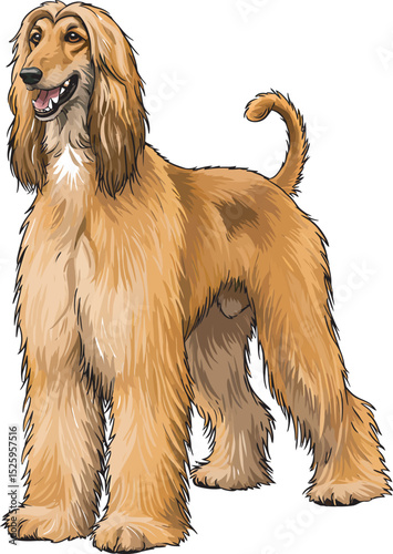 Afghan Hound Dog Vector and Illustration white color background
