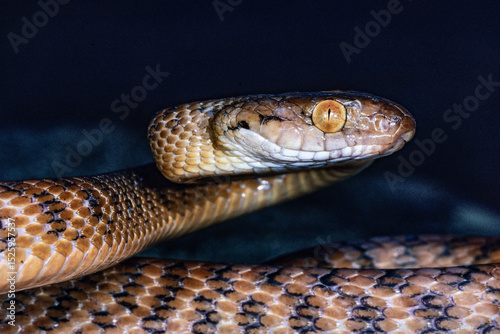 Close up of Australian Brown Tree Snake