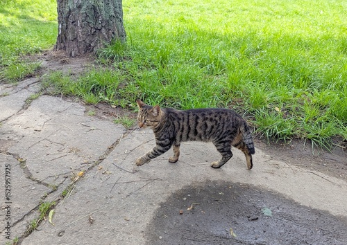 A cat on a city street. Walking along a spring street, I met a beautiful gray short-haired cat. Cute and friendly. Lives nearby. But loves to walk along the street - a birch alley