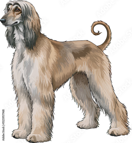 Afghan Hound Dog Vector and Illustration white color background
