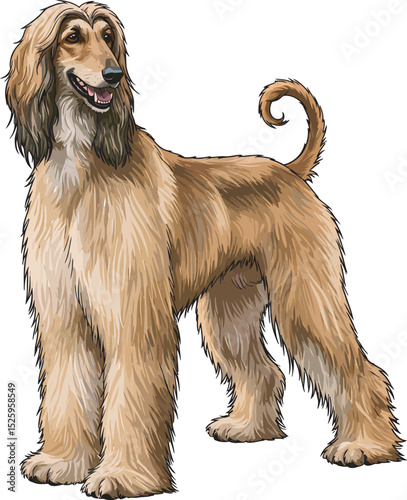 Afghan Hound Dog Vector and Illustration white color background