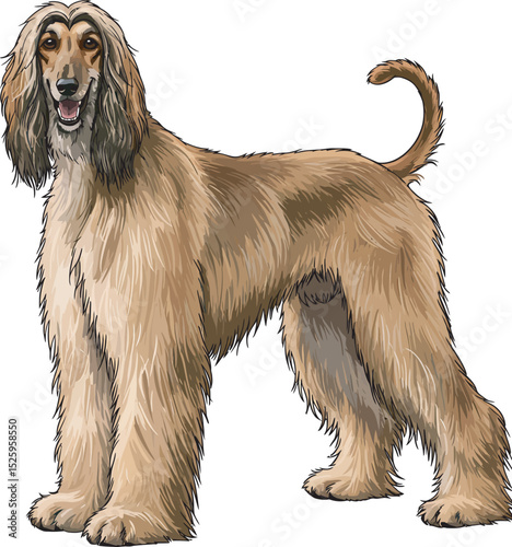 Afghan Hound Dog Vector and Illustration white color background