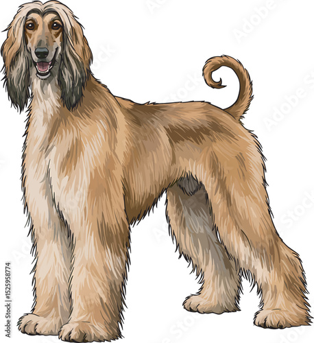 Afghan Hound Dog Vector and Illustration white color background