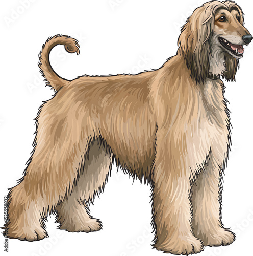 Afghan Hound Dog Vector and Illustration white color background