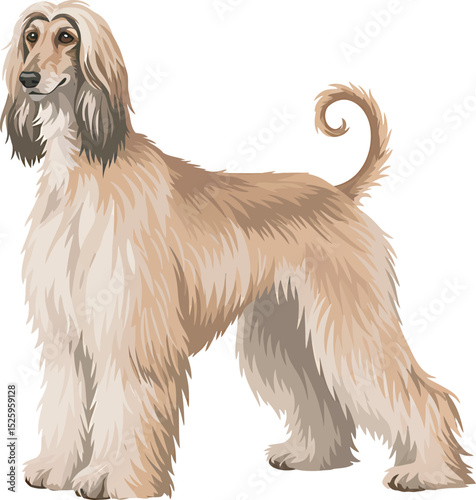 Afghan Hound Dog Vector and Illustration white color background