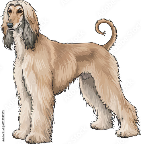 Afghan Hound Dog Vector and Illustration white color background