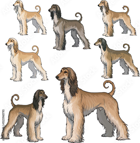 Afghan Hound Dog Vector and Illustration white color background