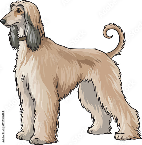 Afghan Hound Dog Vector and Illustration white color background