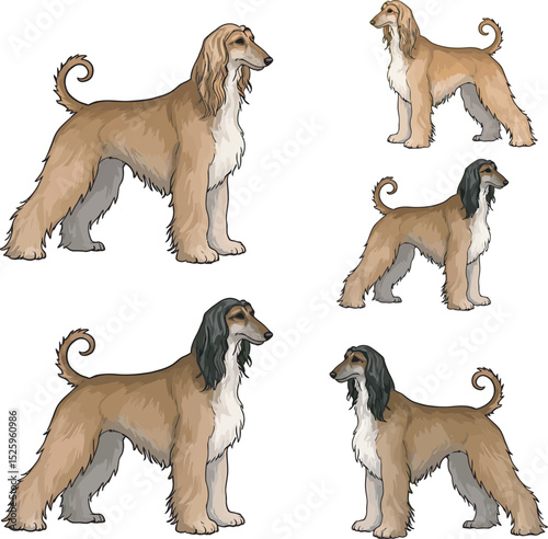 Afghan Hound Dog Vector and Illustration white color background
