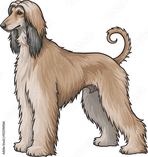 Afghan Hound Dog Vector and Illustration white color background