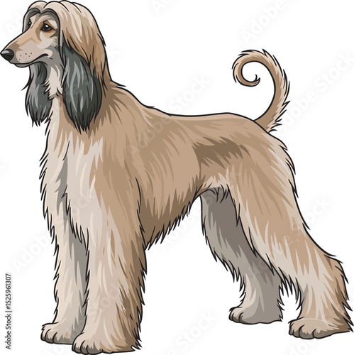 Afghan Hound Dog Vector and Illustration white color background