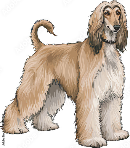 Afghan Hound Dog Vector and Illustration white color background
