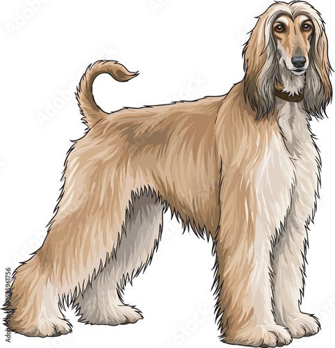 Afghan Hound Dog Vector and Illustration white color background