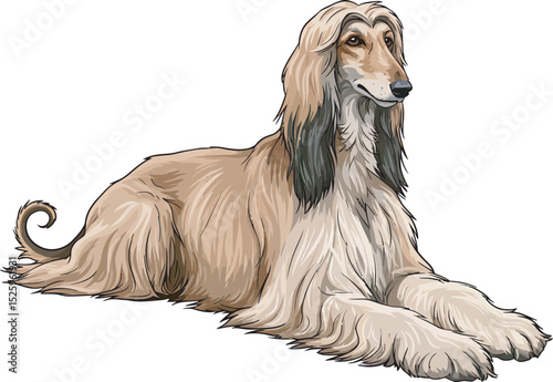 Afghan Hound Dog Vector and Illustration white color background
