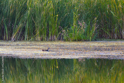 Small grey ducks swim in front of the reeds, feed and eat their food.