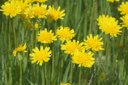 A clearing of bright yellow flowers in a green meadow