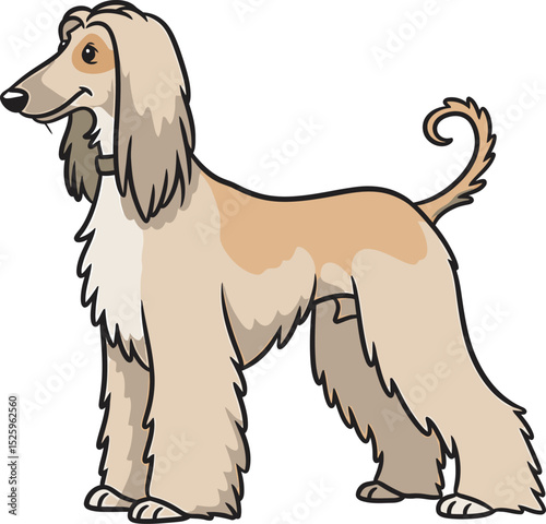 Afghan Hound Dog Vector and Illustration white color background