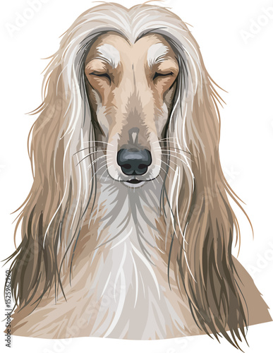 Afghan Hound Dog Vector and Illustration white color background