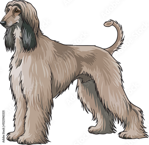 Afghan Hound Dog Vector and Illustration white color background