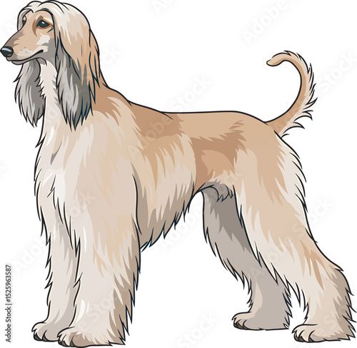Afghan Hound Dog Vector and Illustration white color background