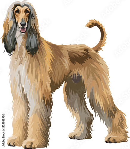 Afghan Hound Dog Vector and Illustration white color background
