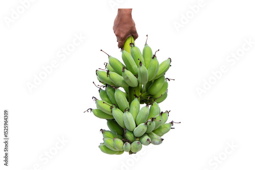 Hold hand down banana cluster isolated on cutout PNG or transparent background. Raw bananas fresh green banana old bunch about to ripen fruit for healthy bones.