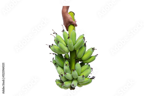 Hold hand down banana isolated on cutout PNG or transparent background. Raw bananas fresh green banana old bunch about to ripen fruit for healthy bones. 
