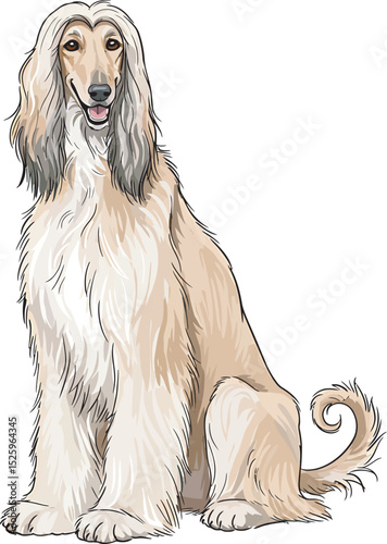 Afghan Hound Dog Vector and Illustration white color background